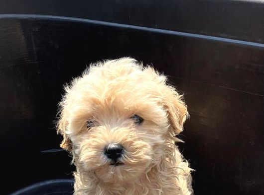 Dünya Tatlisi Malti̇poo Yavrulari görsel