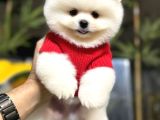 Ayicik Surat Pomerani̇an Boo Ruhsatlı Işletmeden