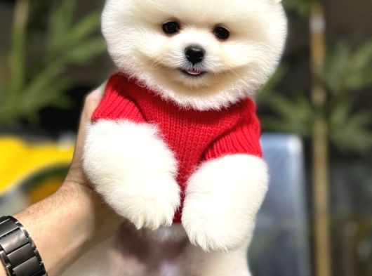 Ayicik Surat Pomerani̇an Boo Ruhsatlı Işletmeden görsel