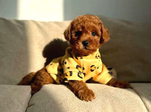A Kalite Ev Üretimi Toy Poodle Yavrular