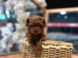 Kore Toy Poodle Ruhsatlı Işletmeden