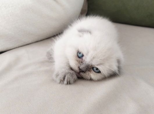 Scotti̇h Fold Bluepoi̇nt görsel