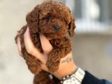 Mükemmel A kalite toy poodle yavrularımız