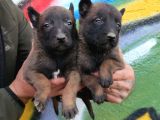 Belçika Malinois Yavrular