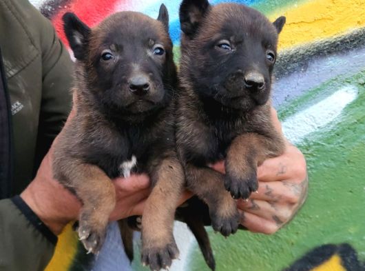 Belçika Malinois Yavrular görsel