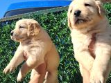 Mükemmel Golden Retriever