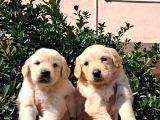 Mükemmel Golden retriever