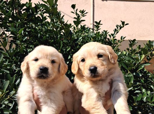 Mükemmel Golden Retriever