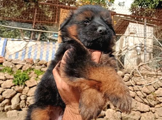 Alman Çoban Yavrular Show Kalite görsel