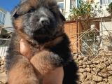 Alman Çoban Yavrular Show Kalite