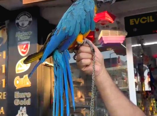 Papağan Çeşitlerimiz Mevcuttur Evcilpet54 Sakarya görsel