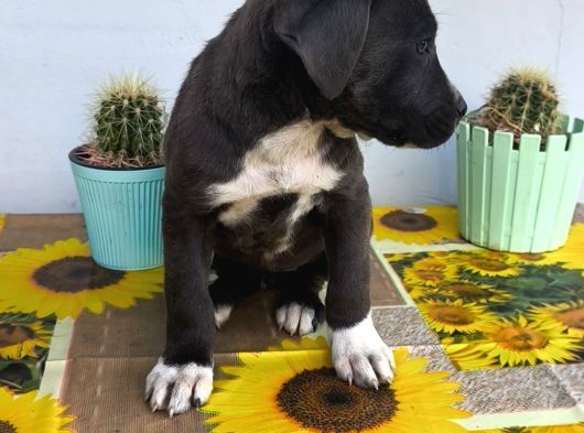 Cane Corso Yavrularımız görsel