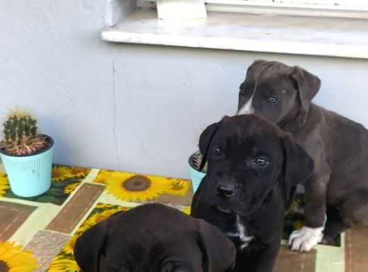 Cane Corso Yavrularımız görsel
