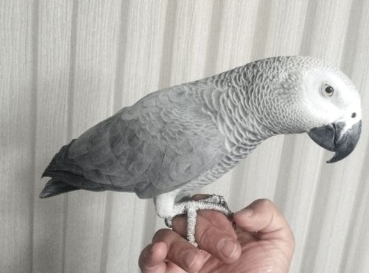 Papağan Çeşitlerimiz Mevcuttur Evcilpet54 Sakarya