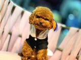 TOY POODLE SEVİMLİ YAVRULAR EV ÜRETİMİ