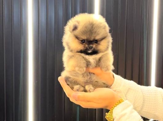 Pomerri̇an Boo Sevi̇mli̇ Yavrular