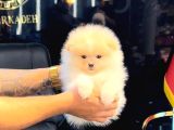 Pomerri̇an Boo Sevi̇mli̇ Yavrular
