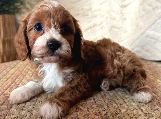 Kahve Tonlu Malti̇poo Ci̇nsi̇ Yavrular görsel