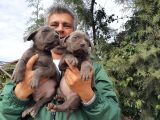 Cane Corso Yavrulari Mama Ve Malzeme Kampanyali