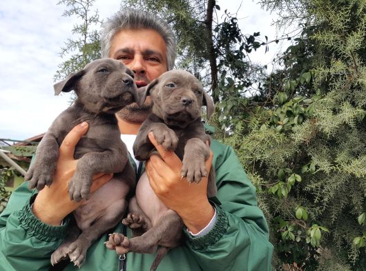 Cane Corso Yavrulari Mama Ve Malzeme Kampanyali görsel