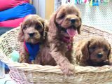 A Kali̇te Orji̇nal Cavapoo Yavrular