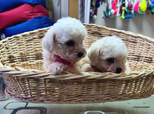 Gerçek Bi̇chon Yavrular İstanbul Köpek Çi̇ftli̇ği̇nde görsel