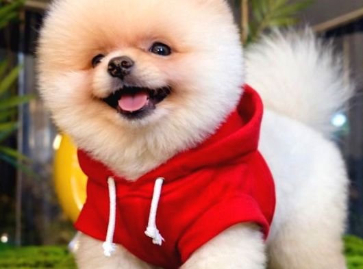 Pomeranian Boo Ayı Yavrusu görsel