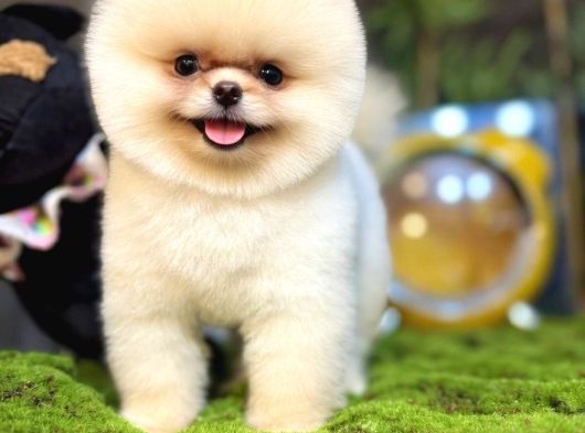 Pomeranian Boo Ayı Yavrusu görsel