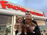 Wc Egi̇ti̇mli̇ Malti̇poo Yavrularimiz Ankara Mağazamizda Görün