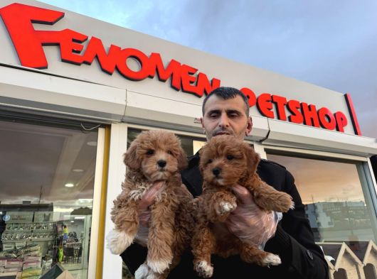 Wc Egi̇ti̇mli̇ Malti̇poo Yavrularimiz Ankara Mağazamizda Görün görsel