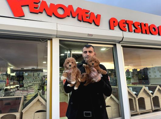 Wc Egi̇ti̇mli̇ Malti̇poo Yavrularimiz Ankara Mağazamizda Görün görsel