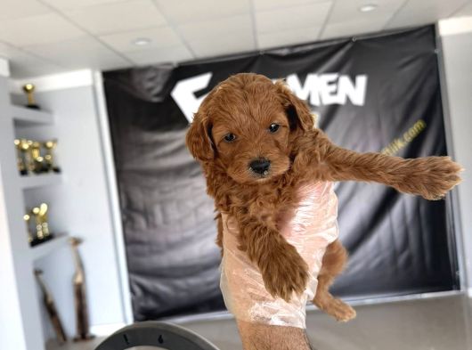 Wc Egi̇ti̇mli̇ Malti̇poo Yavrularimiz Ankara Mağazamizda Görün görsel