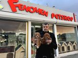 Wc Egi̇ti̇mli̇ Malti̇poo Yavrularimiz Ankara Mağazamizda Görün