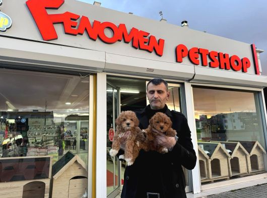 Wc Egi̇ti̇mli̇ Malti̇poo Yavrularimiz Ankara Mağazamizda Görün görsel