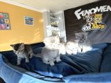 Top Kafa Scottish Fold Yavrular Ankara Mağazamizda Canli Gör