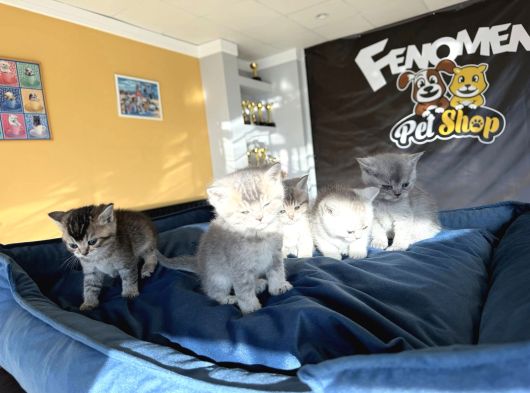 Top Kafa Scottish Fold Yavrular Ankara Mağazamizda Canli Gör görsel