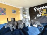 Top Kafa Scottish Fold Yavrular Ankara Mağazamizda Canli Gör