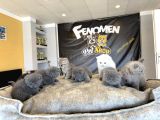 Top Kafa Scottish Fold Yavrular Ankara Mağazamizda Canli Gör