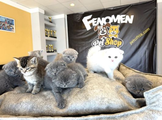 Top Kafa Scottish Fold Yavrular Ankara Mağazamizda Canli Gör görsel