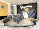Top Kafa Scottish Fold Yavrular Ankara Mağazamizda Canli Gör