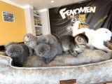 Top Kafa Scottish Fold Yavrular Ankara Mağazamizda Canli Gör