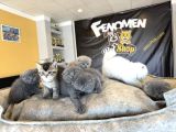 Top Kafa Scottish Fold Yavrular Ankara Mağazamizda Canli Gör
