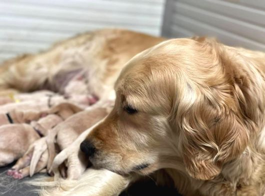 Babyface Küt Burun Safkan Golden Retriever Yavruları görsel