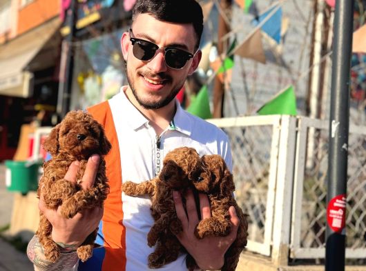 Sağlık Ve Irk Garantili Top Poodle Yavrular görsel