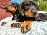 King Boy Irkının En Özel Doberman Yavruları