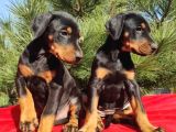 King Boy Irkının En Özel Doberman Yavruları