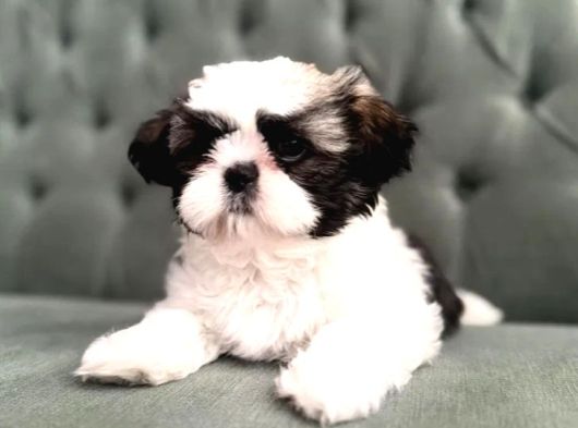 Shihtzu yavrularımız ırkının en iyileri