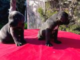 Dev Cane Corso Yavrularımız