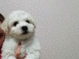 Gerçek Bi̇chon Yavrular İstanbul Köpek Çi̇ftli̇ği̇nde