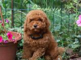 Her Bütçeye Uygun Orji̇nal Toy Poodle Yavrular